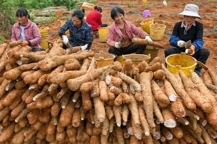 秋季种植淮山什么时候施膨大肥