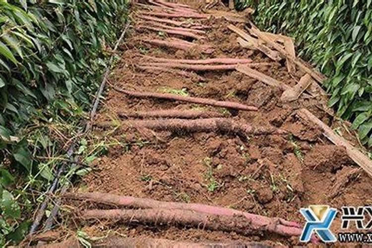 这个淮山叶子是什么问题