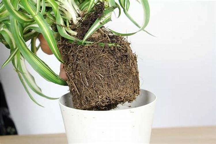 蓝莓用什么肥料最好