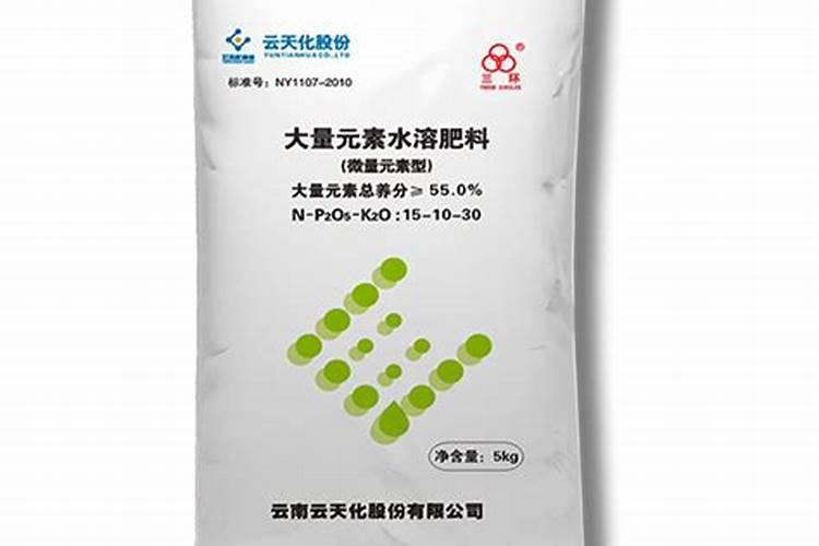 月季花有哪些常见的病虫害