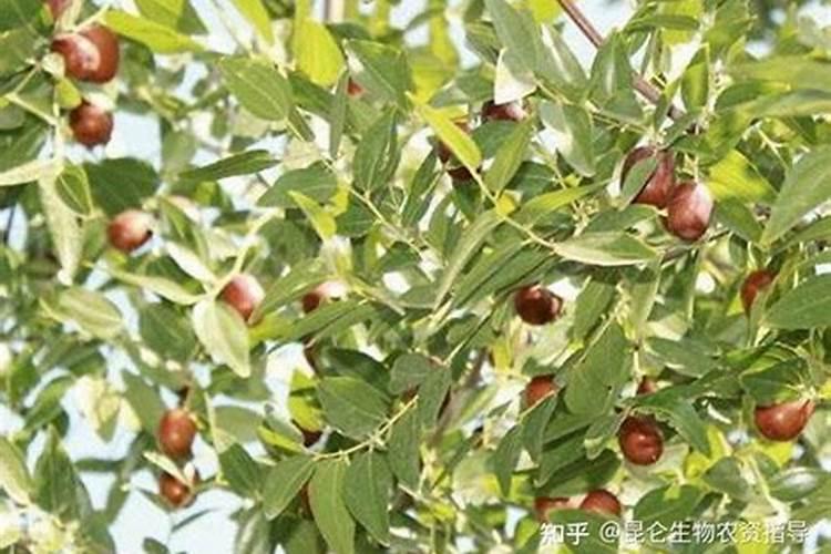 绣球花,叶子焦了？!