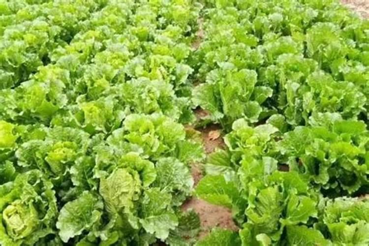 白菜后期施什么肥
