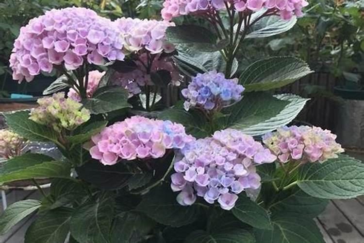 绣球花施肥用什么肥