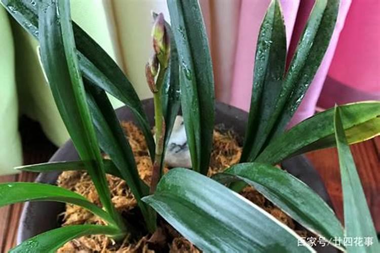 怎样养草鱼才能长得快