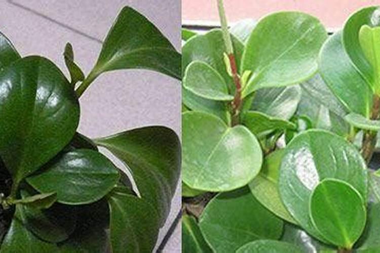 复合肥料总氮测定方法