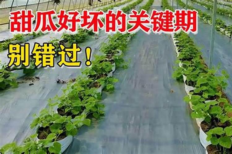 甜瓜什么时候追肥最佳