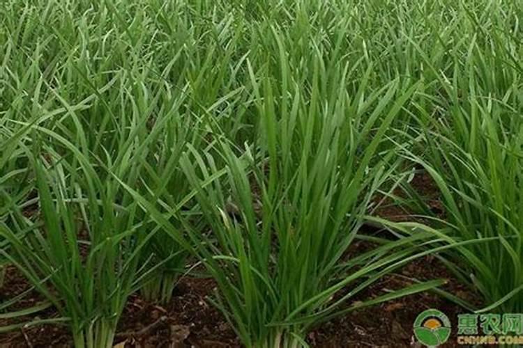 韭菜冲施磷钾肥需要冲多少？