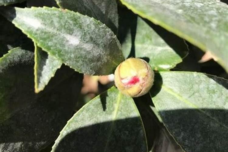 茶花一年四季施肥技巧