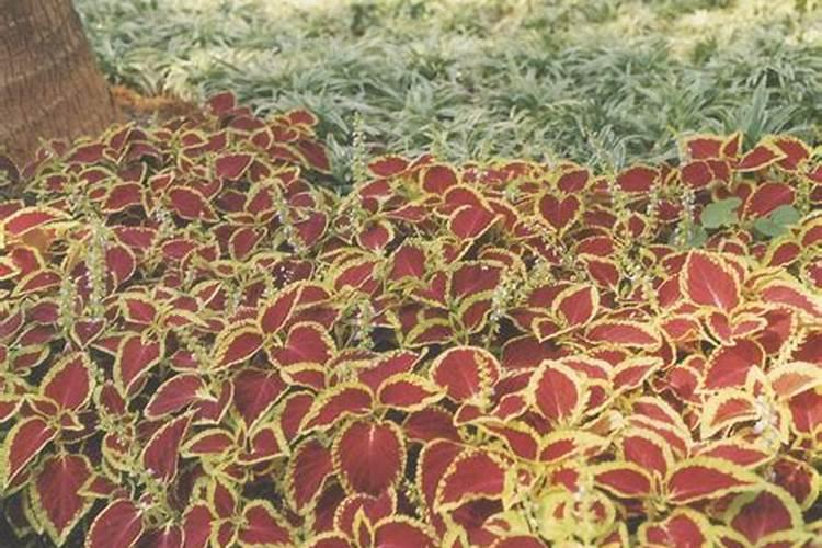 彩叶草怎么施肥好