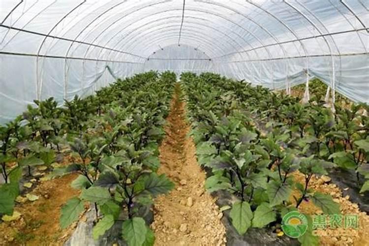 磷肥种菜的使用方法