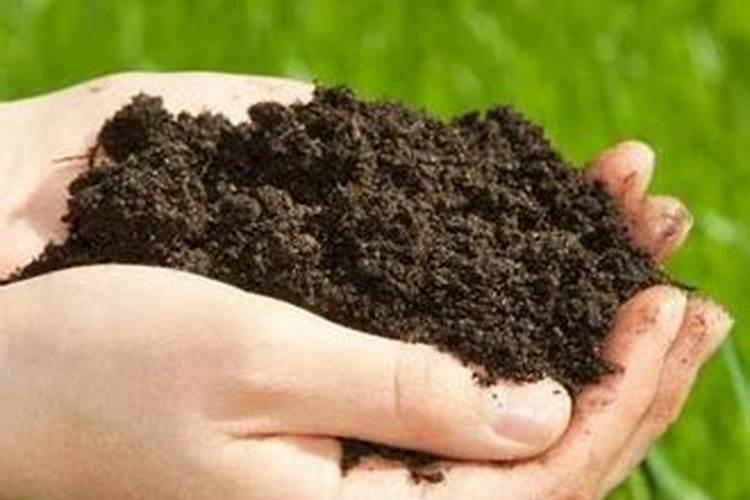 种植油菜时,为什么要增施硼肥？硼肥有什么作用呢？