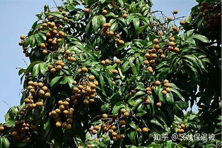 龙眼放什么肥果大得快