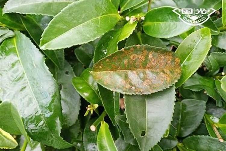 山茶花叶子卷起并且干枯了怎么办