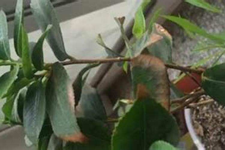 四季茶花叶子干枯是什么原因(茶花叶子干尖枯枝问题处理)