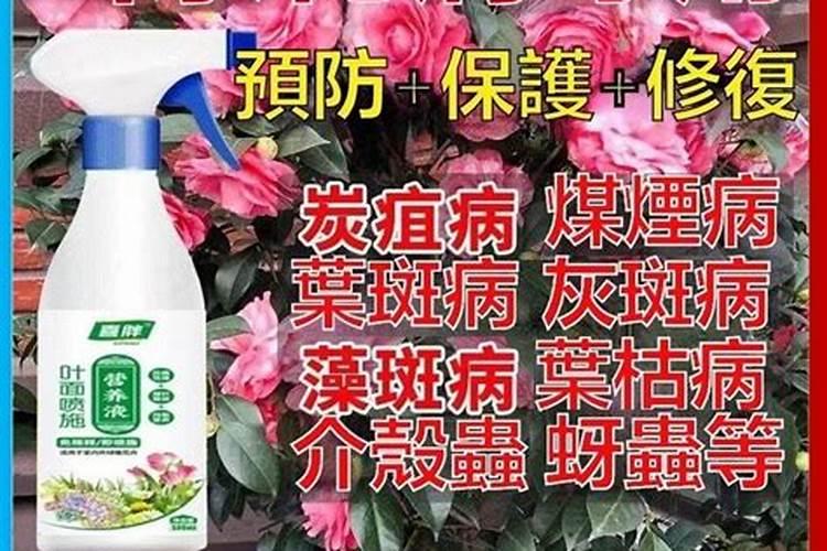 山茶花用肥过多焦叶咋个挽救？