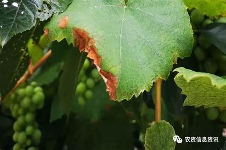 葡萄肥害有什么症状