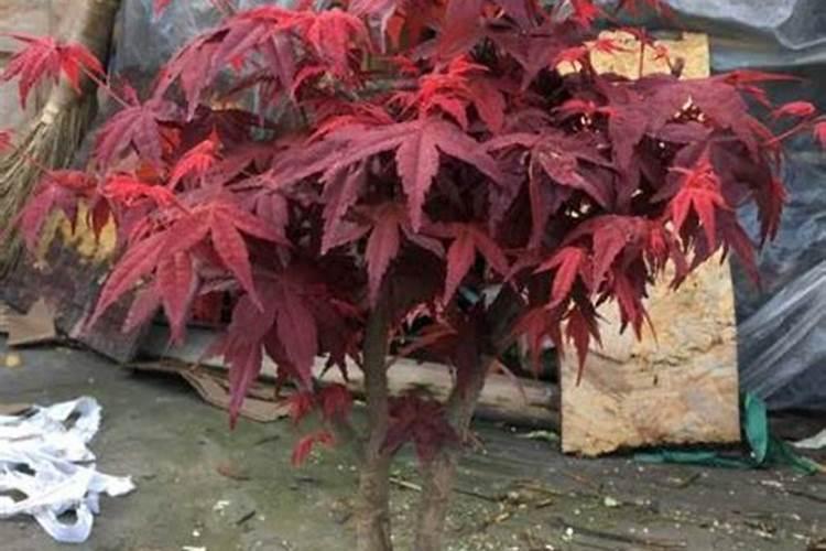 美国紫叶红栌有哪些病虫害？要怎么防治？