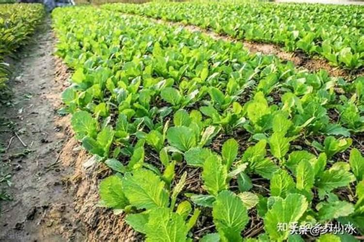 草木灰和氮肥混合使用