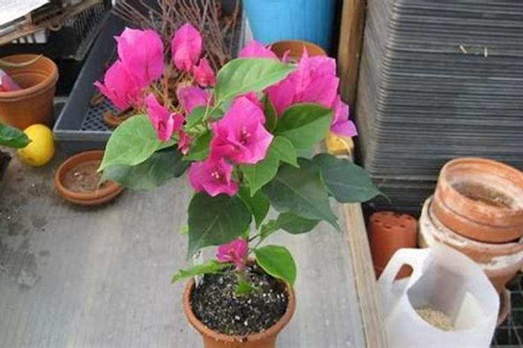 田泽源生产的00一500一600超磷钾液体肥,叶面喷施膨大着色效果怎么样百 ...