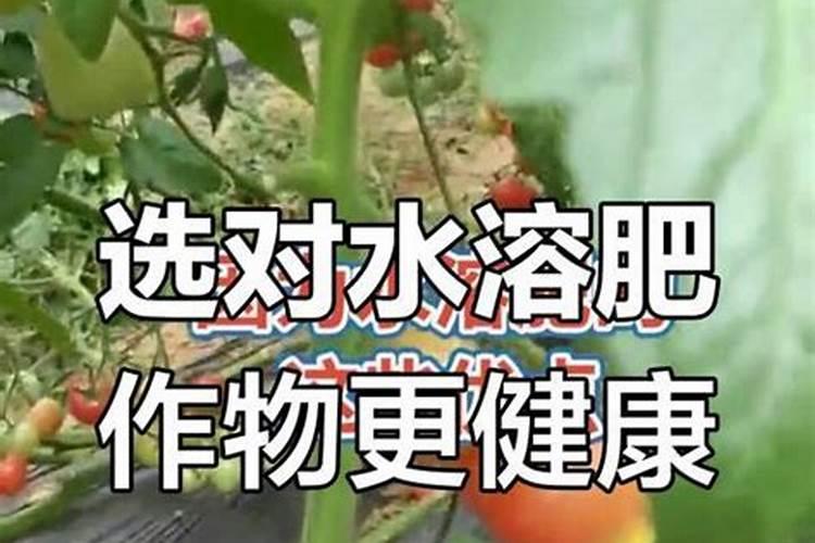 水溶肥巧棵力用在花卉中的用量是多少？