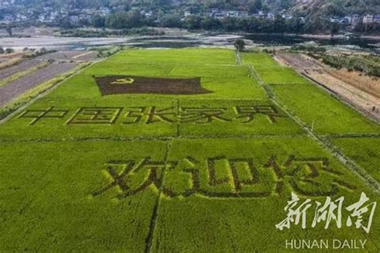 稻谷施肥最佳时间表