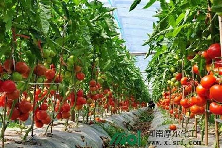 多肉施肥用什么肥料