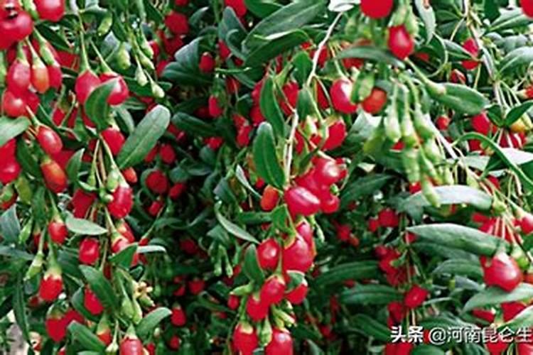 中药材枸杞根膨大什么好,中药材枸杞叶面喷什么？