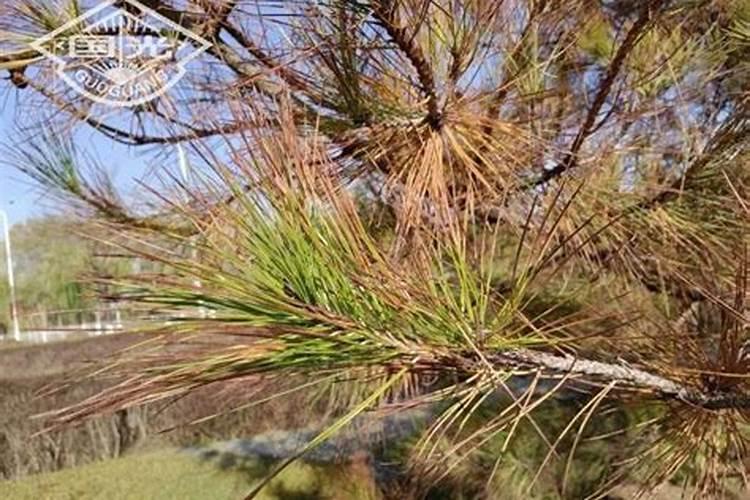 松树盆景施肥多头黄了怎么救