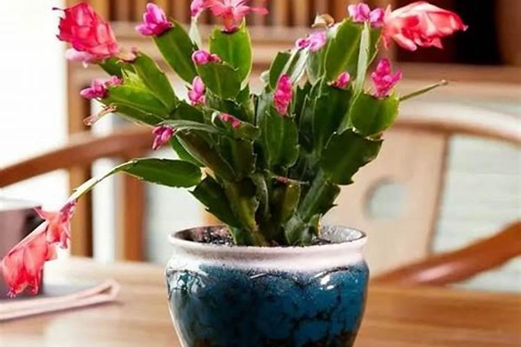 水溶肥桃树使用方法