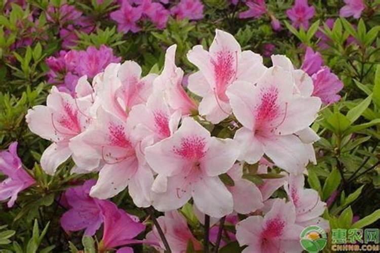 西瓜结果了需要施什么肥料