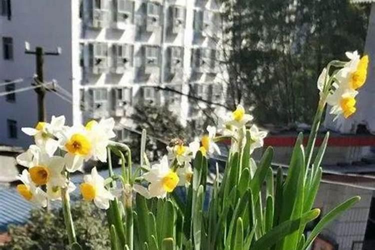 栀子花正在开花的时候能施肥吗 开花的栀子花能不能施肥