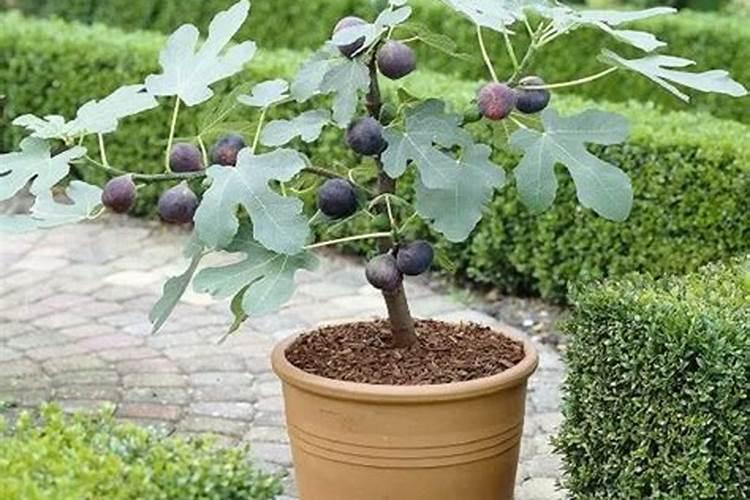 无花果树长出果后,什么时侯用上肥呢