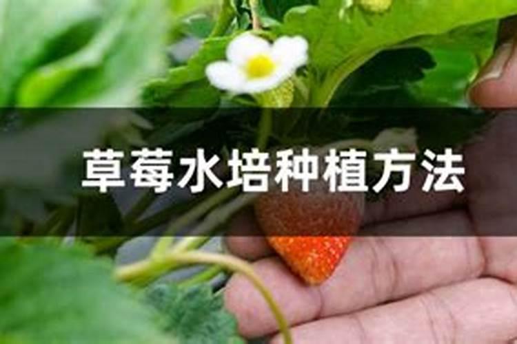 君子兰夹箭用什么肥