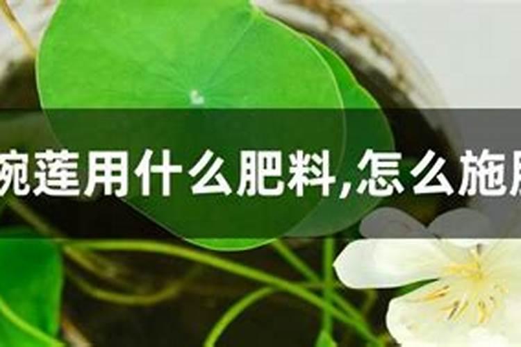 碗莲开花施什么肥