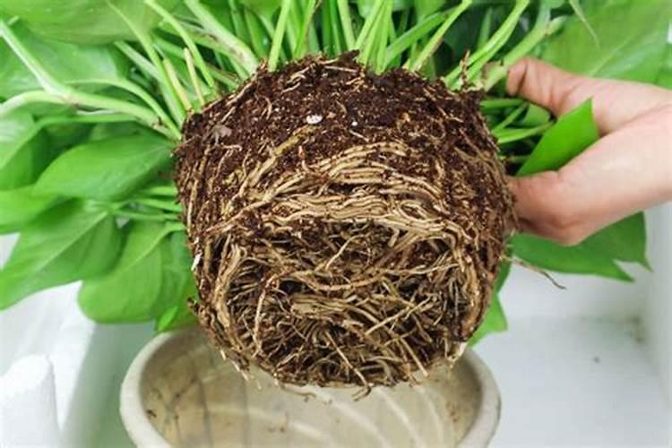 过量使用化肥有哪些危害？该怎么处理呢？