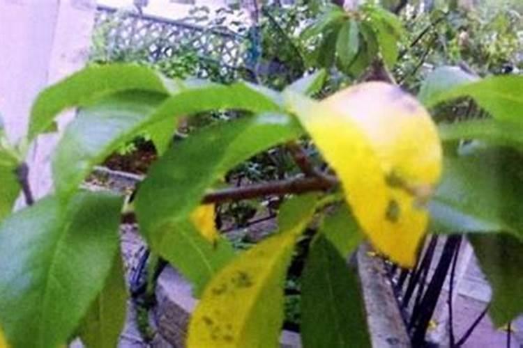 桃树膨大期追施什么肥料好？桃树结果期追肥用什么肥料好？