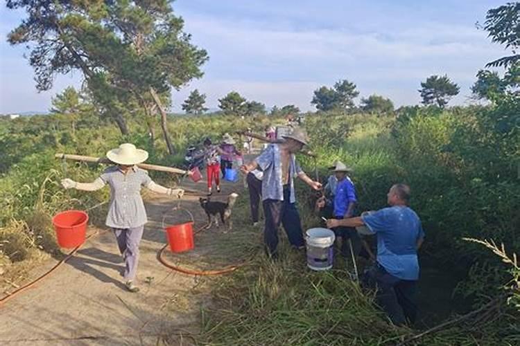 桃树施肥最佳时间