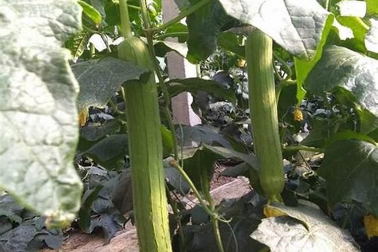 如何为丝瓜合理施肥