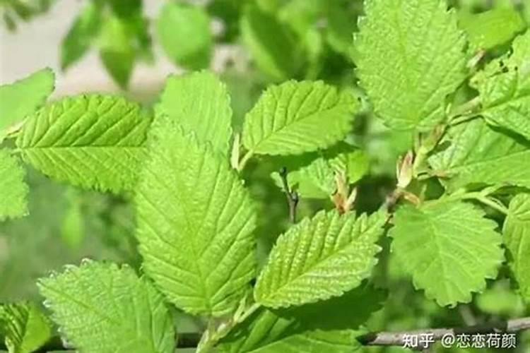 蜂蜜能否做肥料