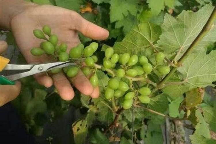 果树氮素过多会出现哪些症状？怎样防治？