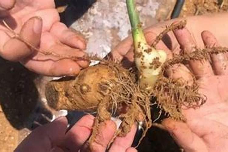 姜什么时侯追肥效果好