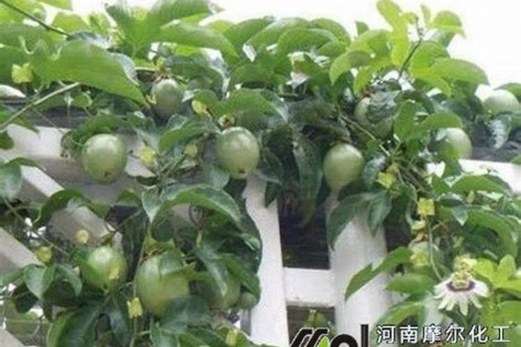 百香果水溶肥用哪种比较好？种植百香果要注意什么？