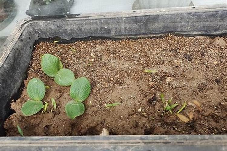 南瓜苗可以喷磷酸二氢钾吗