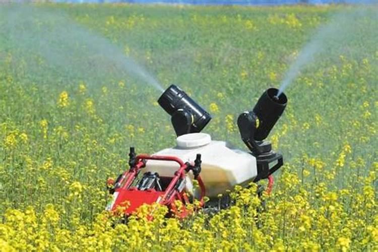 女人吃玫瑰花粉有什么功效？怎么吃才最科学？