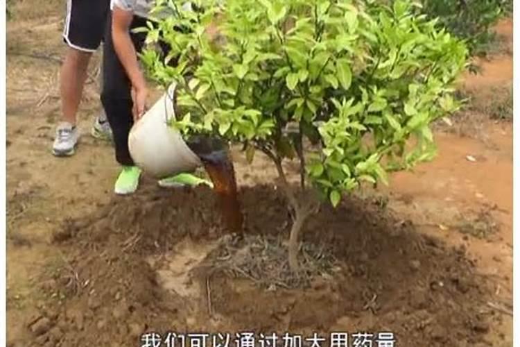 乙蒜素灌根的使用方法