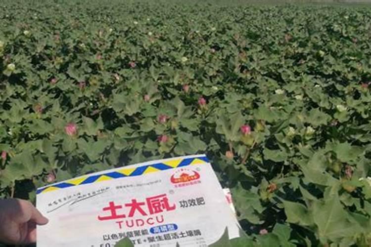 什么水溶肥能促进根系发达？果树如何育苗快速生根？