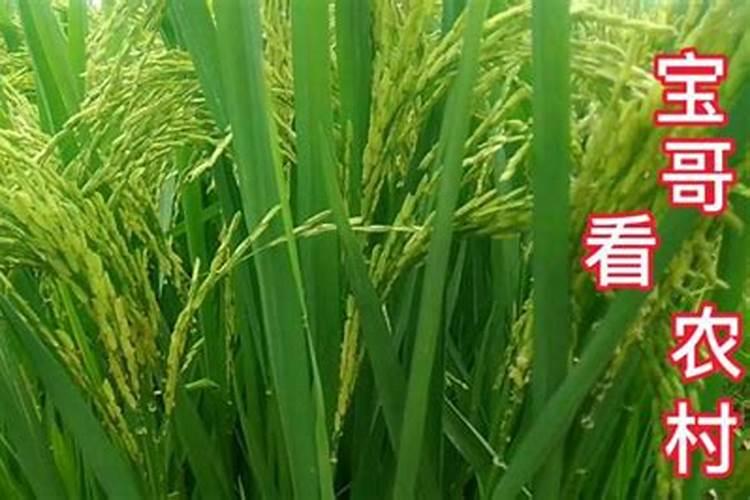 稻谷抽穗时撒什么肥料