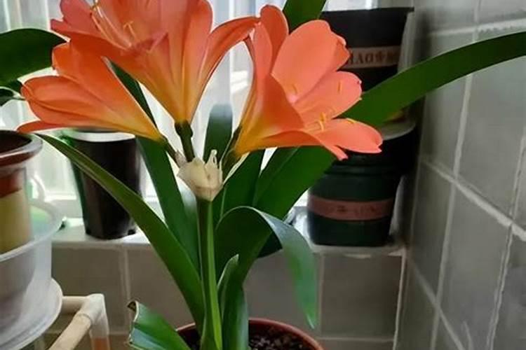 君子兰一叶小苗上盆后怎么养？