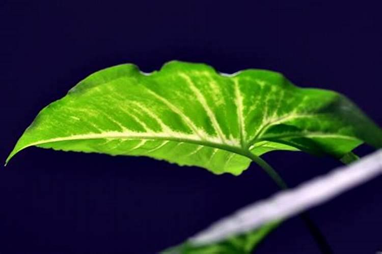 发芽的龙眼可以吃吗