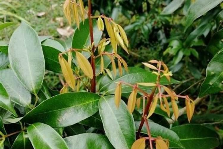 荔枝如何进行控梢促花